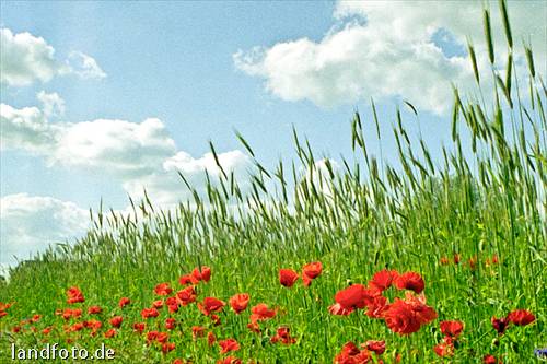 Roter Mohn am Feldrand