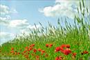 Roter Mohn am Feldrand